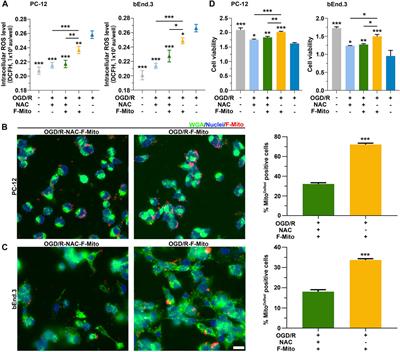 ROS-responsive exogenous functional mitochondria can rescue neural cells post-ischemic stroke